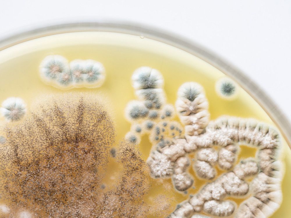 Microscopic view of mold spores representing mycotoxin exposure and environmental mold contamination.